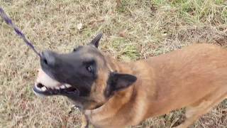 Eduquer son chien  Suite avec laisse et suite sans laisse  berger malinois [upl. by Cornelle]