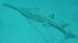 Sawfish swimming through bait 2 sawfish hunting [upl. by Larrisa]