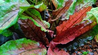 Cryptocoryne wendtii Green Gecko [upl. by Anniken]