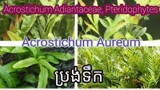 Acrostichum Adiantaceae Pteridophytes Acrostichum Aureum ប្រង់ទឹក [upl. by Rozalie]