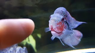 New Baby Flowerhorn and What I Feed Him [upl. by Pippa]