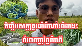 Growing plants ដំណាំដែលអ្នកចិញ្ចឹមសត្វគួរតែដាំ ស្រួលដាំដុះ ចំណេញច្រើនពីការចិញ្ចឹមសត្វ [upl. by Wappes]