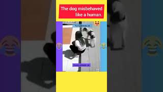 The dog misbehaved like a human shortsfeed funny enhlish shortsvideo shortsviral [upl. by Yliram42]