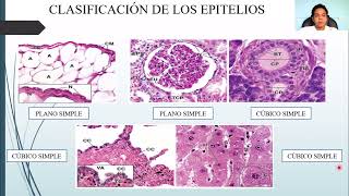 HISTOLOGÍA TEJIDO EPITELIAL [upl. by Uird]