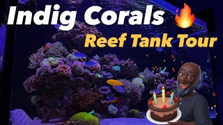 Ep21  Indig Corals 🔥  Updated Tank Tour [upl. by Clemente]