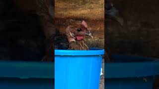 Watch till the end new chickenfarming hello [upl. by Sitoiganap]