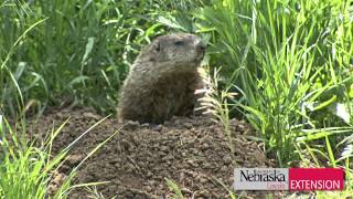 Controlling WoodchucksGroundhogs [upl. by Eronel918]