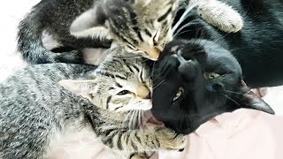 Cute KITTENS cuddling with DAD CAT amp snuggling and grooming [upl. by Duahsar]