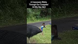 Cassowary close encounter [upl. by Lib]