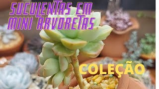 Suculentas em formas de MINI ARVORETAS para a coleção no meu jardim [upl. by Avery]