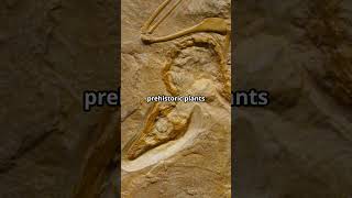 Prehistoric Plant Fossils in Mexico adventure mexico prehistoric [upl. by Ainnat]