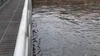 New Orleans canal during rainstorms April 25 2019 [upl. by Nilad439]