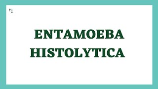 Entamoeba histolytica life cycle  morphology  Laboratory diagnosis  full explained  medzukhruf [upl. by Aicetel]