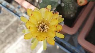 Beauty of Lobivia Cactus Flowers [upl. by Tamsky]