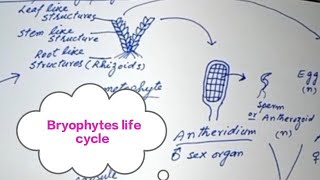 Bryophytes General characterslife cycleFSc first year Biology BS Botany [upl. by Esli]