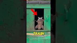 Raccoon Won’t Let Him Take Out the Trash [upl. by Chemaram]