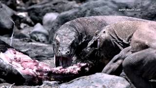 Komodo dragon charges film crew Chasing the Dragon Ep 2 [upl. by Amalbergas480]