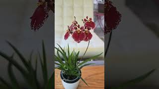 2 Unique Spikes on Tolumnia Jairak Flyer Red Spread orchid plants bloom [upl. by Icats]