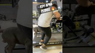 Pitbull 🔥🤬treadmill practice 👌🏼✅ pitbulldog doglover breed dog video shorts yt [upl. by Myrah836]