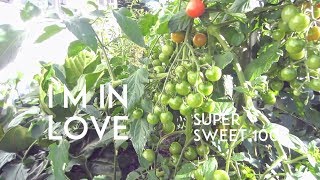 Im in LOVE The Super SWEET 100 Tomato [upl. by Felicio]