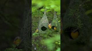 Weaving wondersFeatured here are fascinating views of baya weavers skillfully building their nests [upl. by Amzaj]