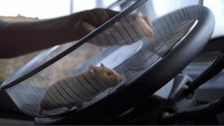 Volvo Trucks  The Hamster Stunt [upl. by Zeugirdor373]