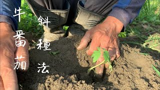 種牛番茄  植物生長原理～斜種法～產量增倍～避免後期果實細小延長產期 [upl. by Yrrot998]