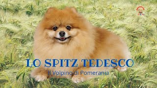 Lo Spitz Tedesco Il Volpino Pomerania [upl. by Sul]