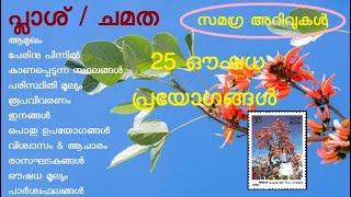 പ്ലാശ്  ചമത  Butea frondosa  Butea monosperma  Flame of the forest  palash  bastard teak [upl. by Massie]