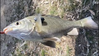 Fishing Vic Campaspe river reserve Rochester GPS coordinates Murray cod Silver perch Redfin Yella [upl. by Enrika]