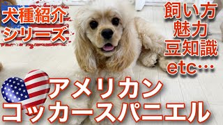 アメリカンコッカースパニエルの飼い方や魅力をご紹介・犬種紹介シリーズ【86】 [upl. by Rhiamon]