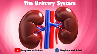 Unveiling the Human Urinary System 🌊  Urinary system  Excretory system  Kidneys  Nephron [upl. by Brawner]