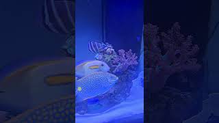 Love fish amp soft corals reef fish music shortvideo shorts short love aquarium saltwater [upl. by Giule]