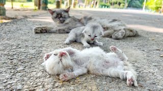 A man went to help a kitten and her mother cat You wont believe what happened next [upl. by Aloel]