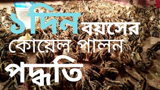 ১ দিনের কোয়েল পালন এর সময় যে বিষয় খেয়াল রাখবেন। ৩০ দিনের মহিলা পাখির জন্য যোগাযোগ করুন। 01812390985 [upl. by Nerha821]