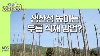 역전의부자농부 299회 생산성 높이는 두릅 식재 방법 [upl. by Mafala]