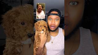 Sorry Grandma 👵 puppy poodle pov grandma trending viral shorts [upl. by Iramo]