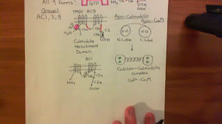 Adenylyl Cyclase Part 5 [upl. by Cohbert484]