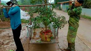 How to grow ornamental kumquat trees by rural people LeBaThangVlog ThangVlogs gardencountry life [upl. by Warfore]