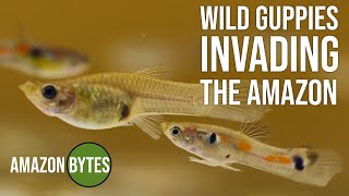 Wild guppies invading the Amazon [upl. by Nnairac]