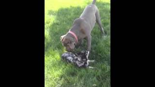 Neapolitan Mastiff and Australian Shepherd [upl. by Cherlyn46]