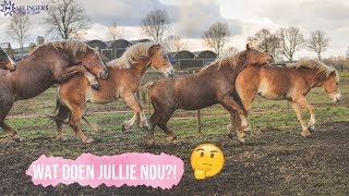 DIT DOET ONS NIEUWE PAARD ALLEMAAL IN DE OPFOK  Haflingers King amp Beau [upl. by Belvia]