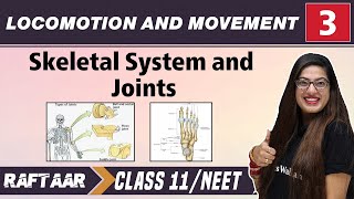 Locomotion and Movement 03  Skeletal System and Joints Class11NEET RAFTAAR [upl. by Aisitel]