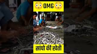 Snake Farming of China in Hindi  Chinese bizarre snake food [upl. by Joni]