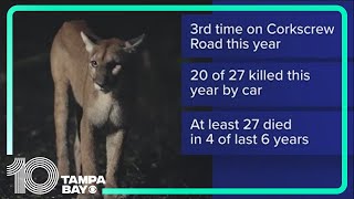 2yearold Florida panther hit killed by car [upl. by Cardon925]