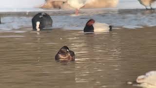 Ringnecked Duck at Dishley Pool Loughborough [upl. by Oiramrej]