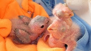 Black Headed and White Bellied Caique Babies [upl. by Nuli]