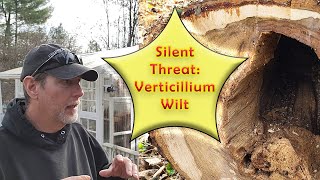 Understanding Verticillium Wilt  A Threat to Your Plants [upl. by Damas962]