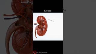 Kidney And Nephron [upl. by Hannaoj]