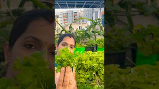 साल के 9 महीने coriander उगायें without fail shorts coriander terracegarden gardenideas [upl. by Tnias]